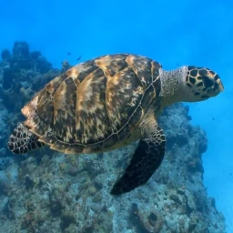 Turtle Live Wallpaper 아이콘